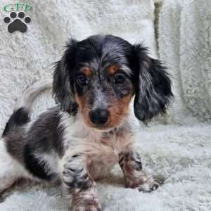 Biscuit, Dachshund Puppy